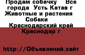 Продам собачку  - Все города, Усть-Катав г. Животные и растения » Собаки   . Краснодарский край,Краснодар г.